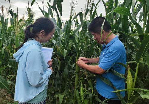 农业植保爆料短视频素材,作物病虫害防治技巧大公开 第3张 农业植保爆料短视频素材,作物病虫害防治技巧大公开 第3张