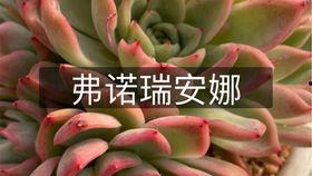 山地玫瑰网友爆料视频,揭秘神秘视频背后的惊人真相  第2张